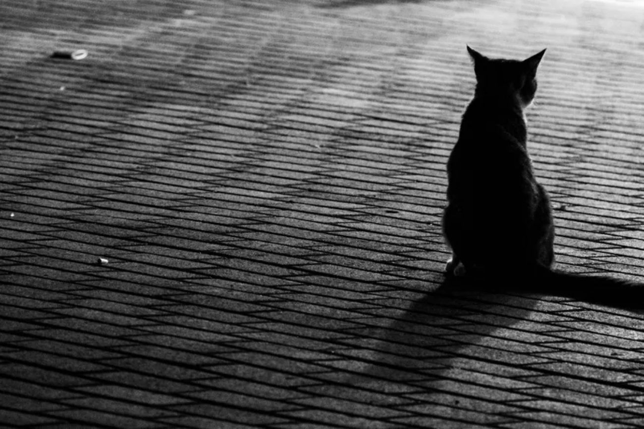 El misterio resuelto: qué significa cuando tu gato se queda mirando “la nada”.