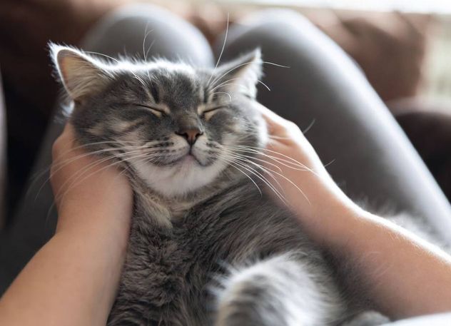Abrazos a gatos.