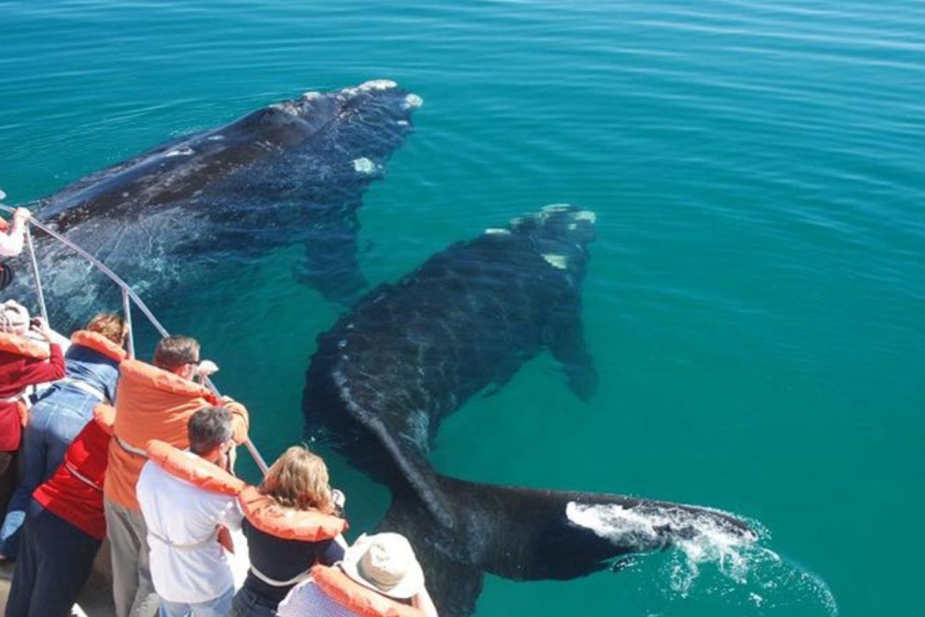 Entre junio y diciembre, miles de turistas llegan a Chubut para observar a las ballenas francas australes en uno de los espectáculos naturales más impresionantes del país.