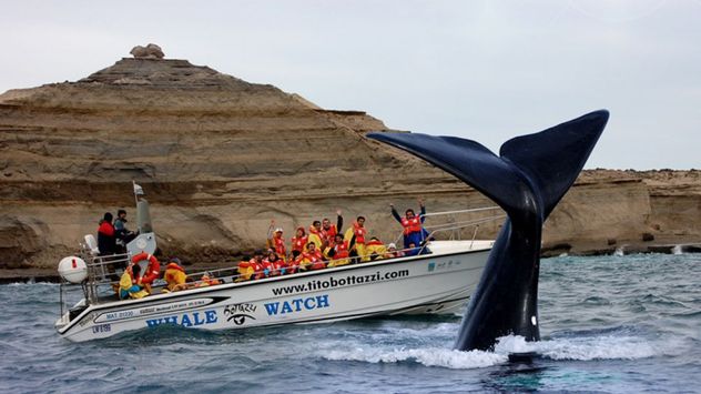 Entre junio y diciembre, miles de turistas llegan a Chubut para observar a las ballenas francas australes en uno de los espectáculos naturales más impresionantes del país.