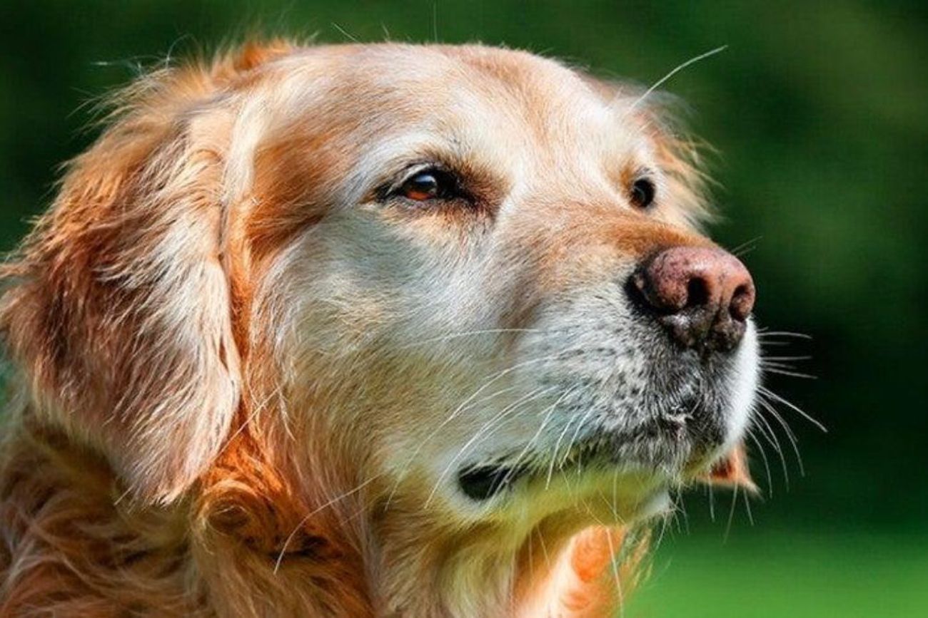 Los expertos destacan que una nutrición adecuada puede ayudar a retrasar los efectos del envejecimiento y mejorar la calidad de vida de las mascotas.