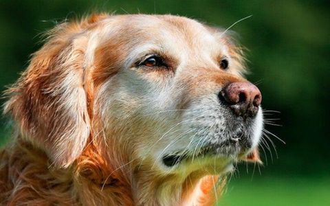 Los expertos destacan que una nutrición adecuada puede ayudar a retrasar los efectos del envejecimiento y mejorar la calidad de vida de las mascotas.