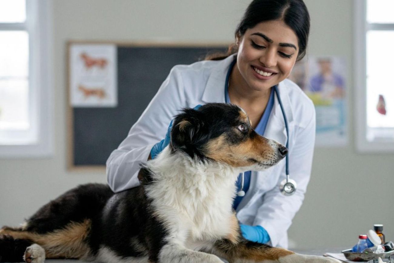 Mendoza es la primera provincia que autoriza el uso de cannabis medicinal en mascotas.