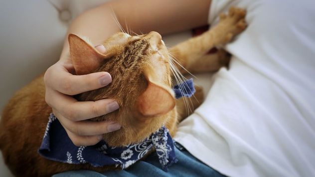 Por qué los gatos hacen masajes con las patas: el significado oculto de este comportamiento.