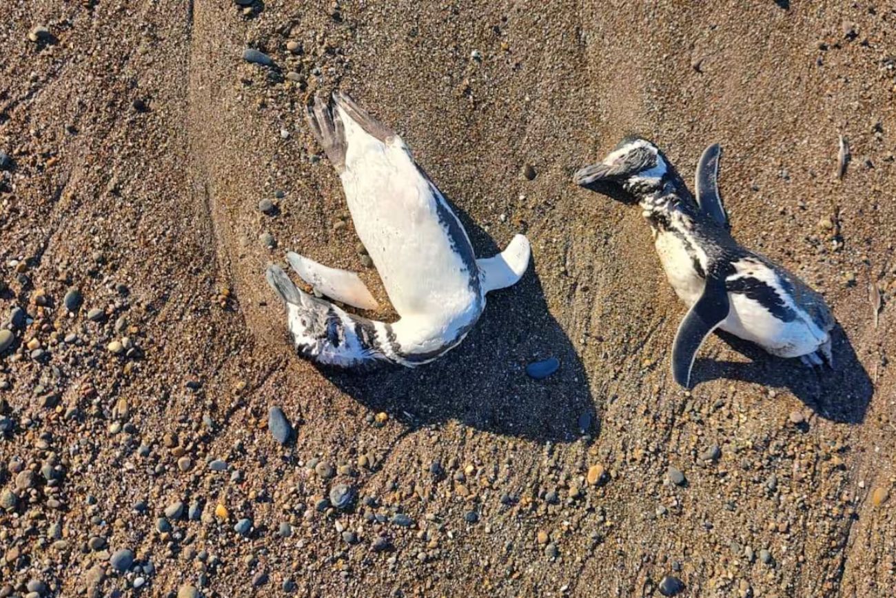 Investigan la aparición de pingüinos muertos en las costas de Santa Cruz y Chubut