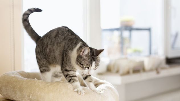 Por qué los gatos hacen masajes con las patas: el significado oculto de este comportamiento.