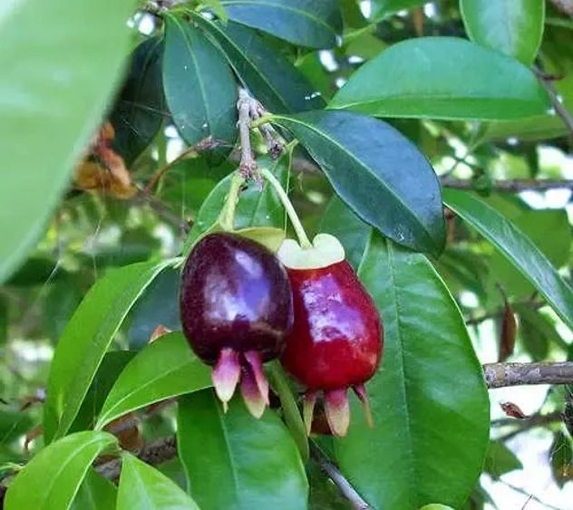 Qué beneficios tendría la cerella y por qué los especialistas piden cautela.