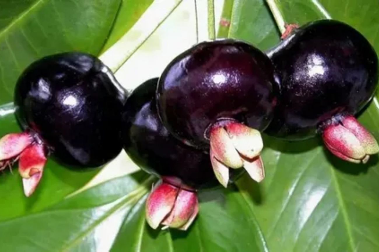 Qué beneficios tendría la cerella y por qué los especialistas piden cautela.