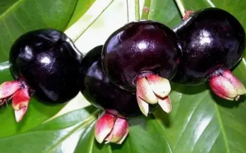 Qué beneficios tendría la cerella y por qué los especialistas piden cautela.