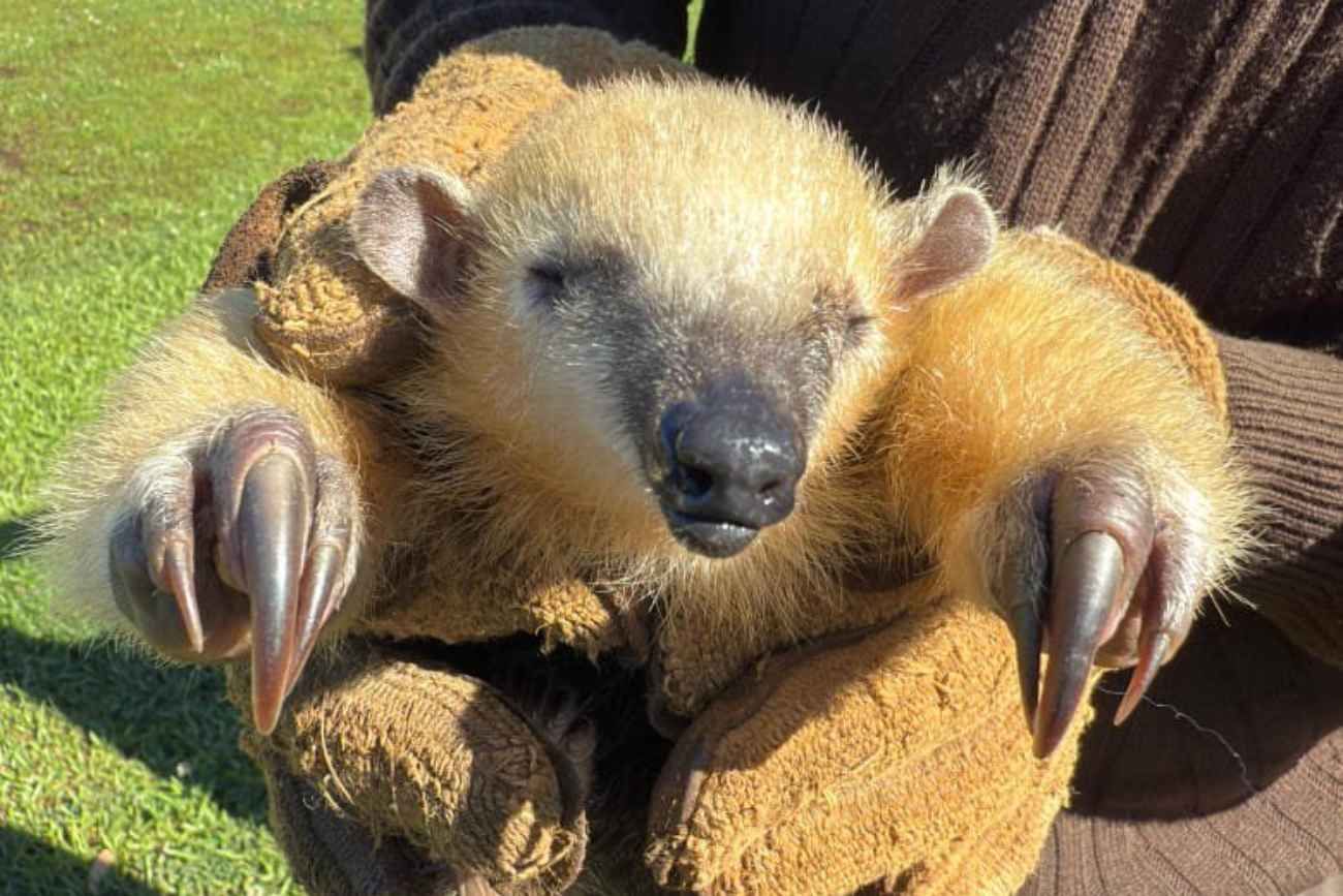 Rescataron un oso melero en el Valle de Paravachasca.