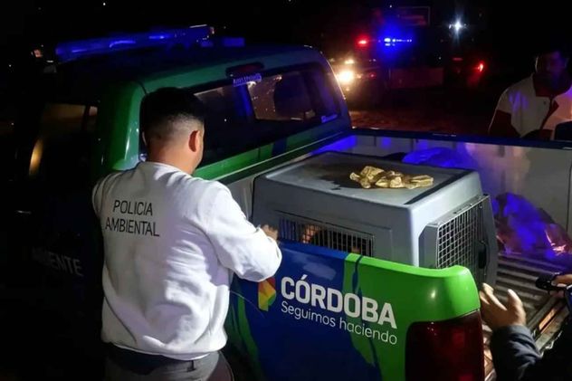 Rescataron un oso melero en el Valle de Paravachasca. 