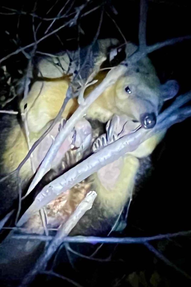 Rescataron un oso melero en el Valle de Paravachasca. 
