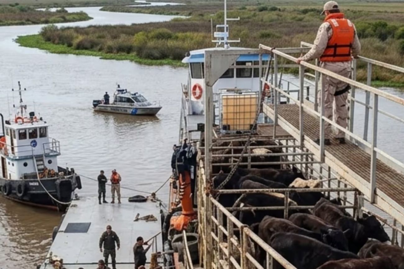Investigan el robo de 700 vacunos en las islas de San Pedro y Baraderos sobre la costa del Paraná