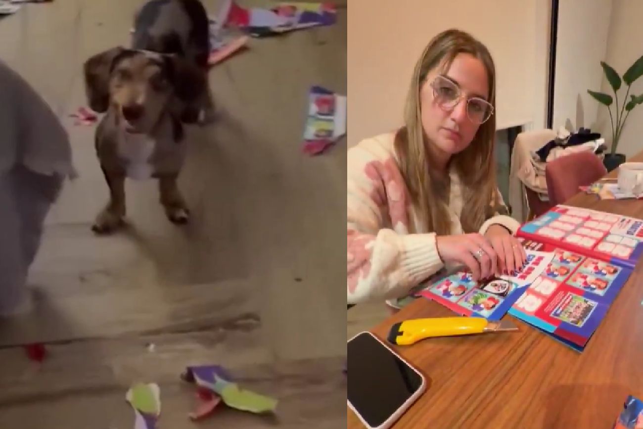 Les faltaban 20 figuritas para llenar el álbum del Mundial y su perra salchicha lo destrozó: el video
