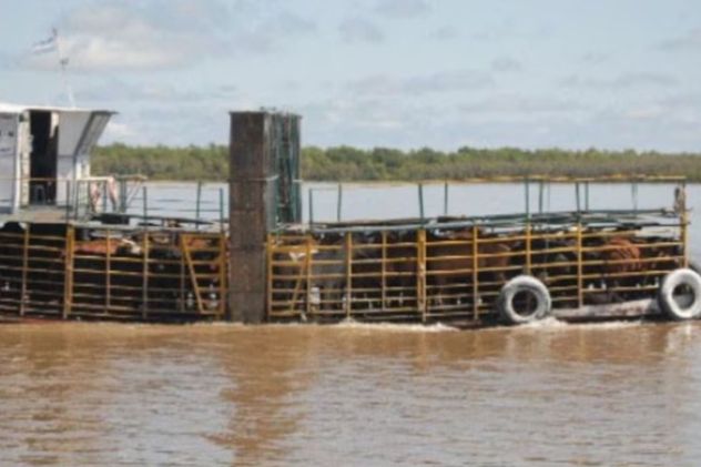 Investigan el robo de 700 vacunos en las islas de San Pedro y Baraderos sobre la costa del Paraná