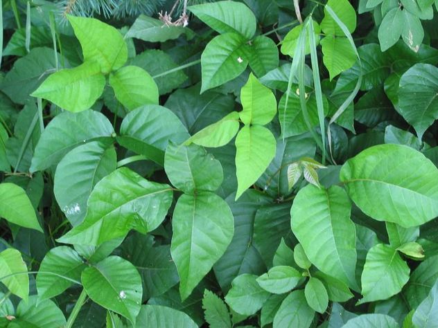 Cómo eliminar está hierba venenosa del jardín de forma segura y evitar que vuelva a crecer.