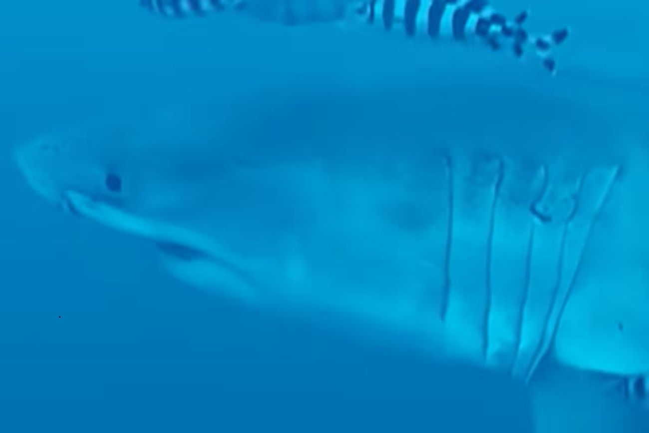 Filmaron por primera vez a un gran tiburón blanco adulto bajo las aguas del Mediterráneo