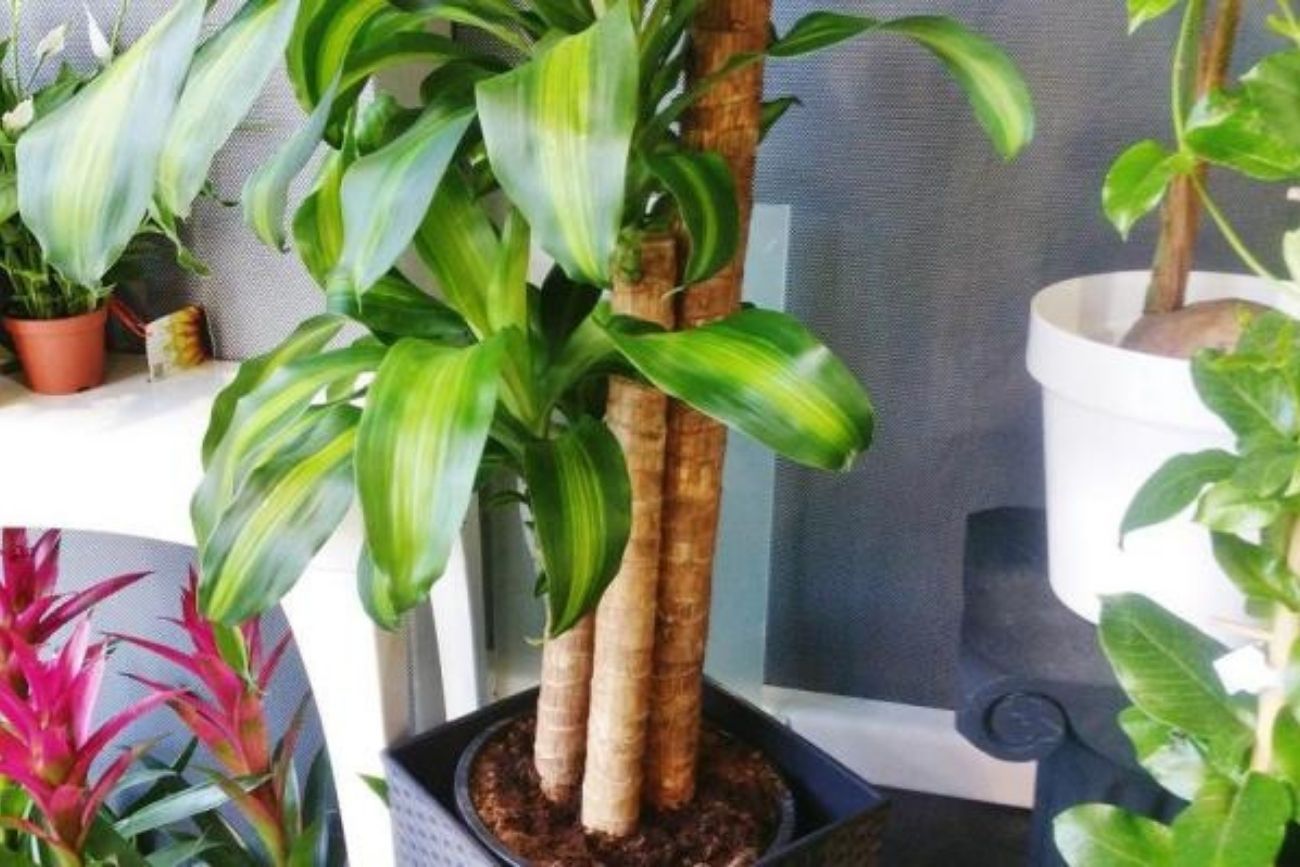 Muchos lo hacen mal: el error al regar el palo de agua que puede arruinar la planta.