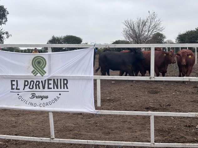 DONANTES. Reproductores de la cabaña El Porvenir, de Walter Orodá de Quilino, en las instalaciones del Irac, en Pozo del Tigre.