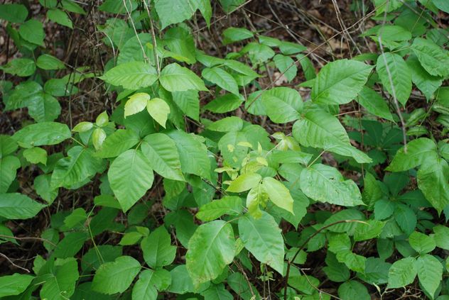 Cómo eliminar está hierba venenosa del jardín de forma segura y evitar que vuelva a crecer.