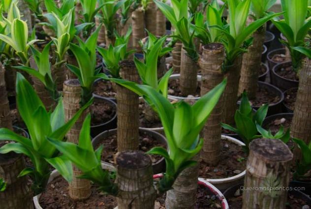 Muchos lo hacen mal: el error al regar el palo de agua que puede arruinar la planta.