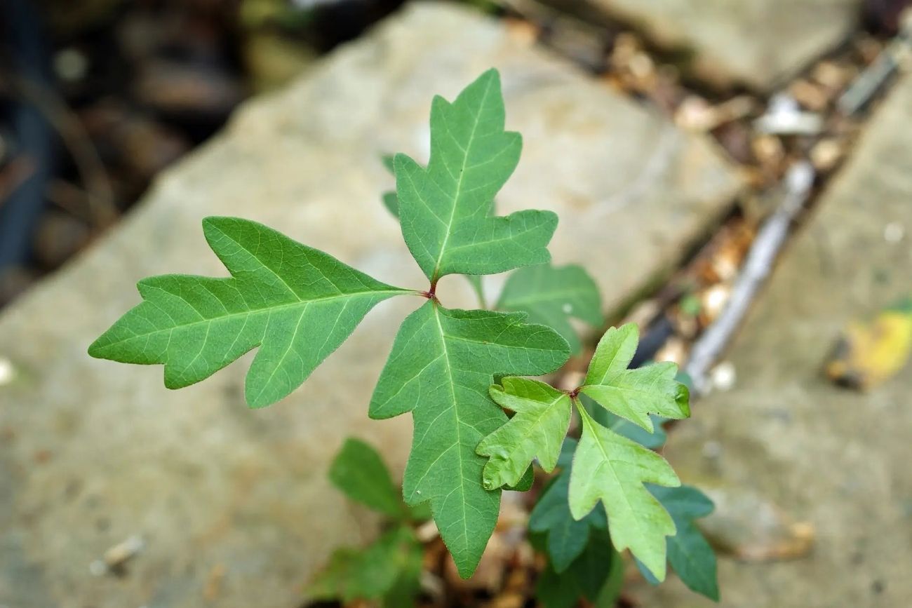 Cómo eliminar la hiedra venenosa del jardín de forma segura y evitar que vuelva a crecer