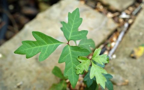 Cómo eliminar la hiedra venenosa del jardín de forma segura y evitar que vuelva a crecer.