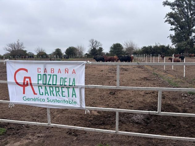 DONANTES. Reproductores de la cabaña Pozo de la Carreta, Gilotaux Agropecuaria de Rayo Cortado, en las instalaciones del Irac, en Pozo del Tigre.