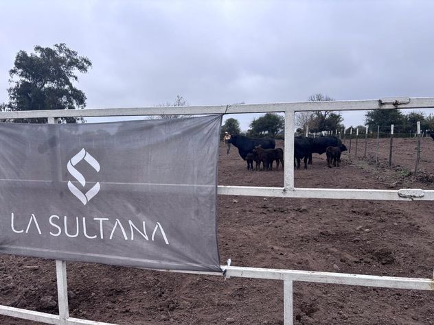 DONANTES. Reproductores de la cabaña La Sultana, de la familia Groppo de Bell Ville, en las instalaciones del Irac, en Pozo del Tigre.