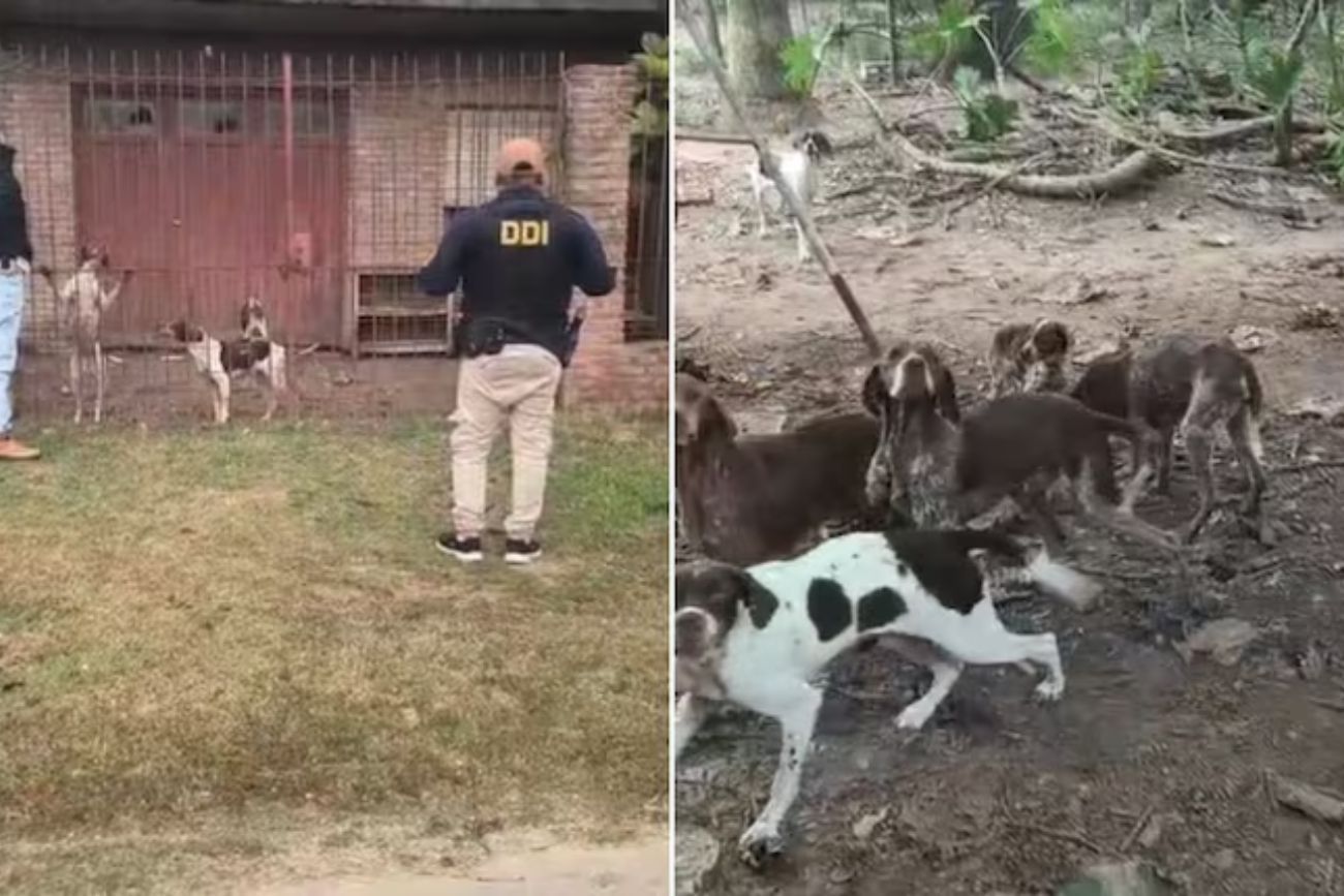 Rescataron a 18 perros desnutridos de un criadero clandestino y detuvieron a una pareja. (Captura de video)