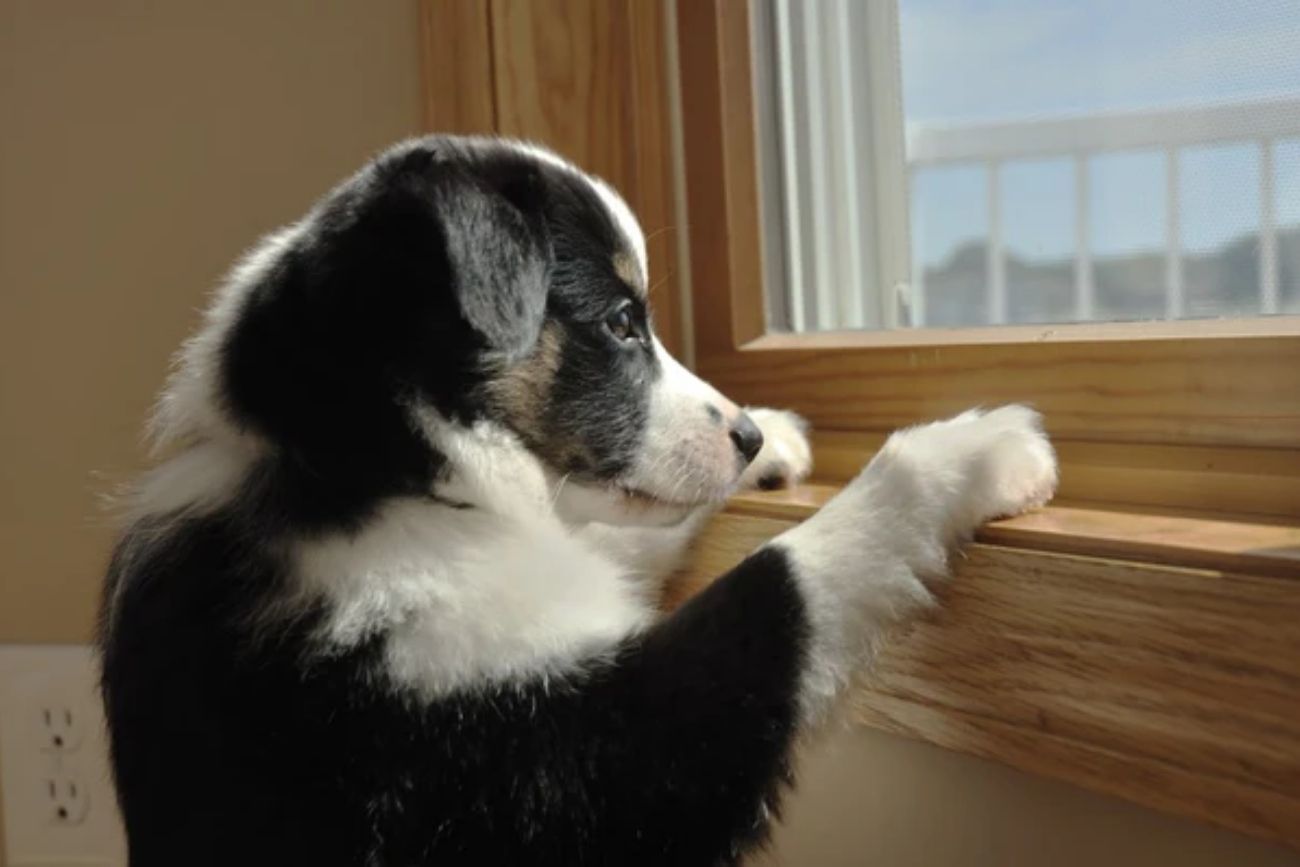 Por qué tu perro te extraña más de lo que imaginás cuando salís de casa.