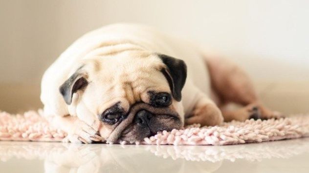Por qué tu perro te extraña más de lo que imaginás cuando salís de casa.