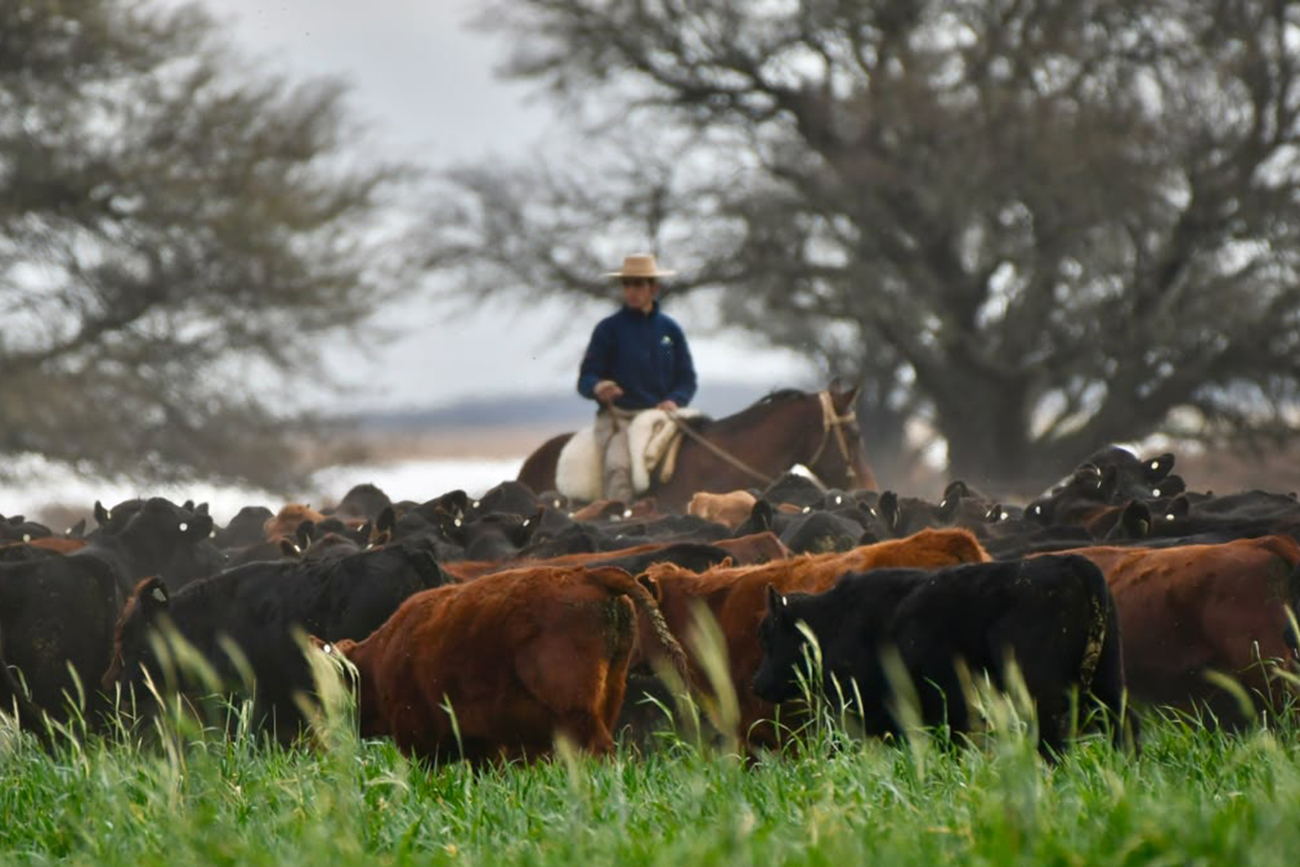 MODELO. La cría sigue teniendo números muy favorables dentro de la cadena de ganado y carne vacuna.