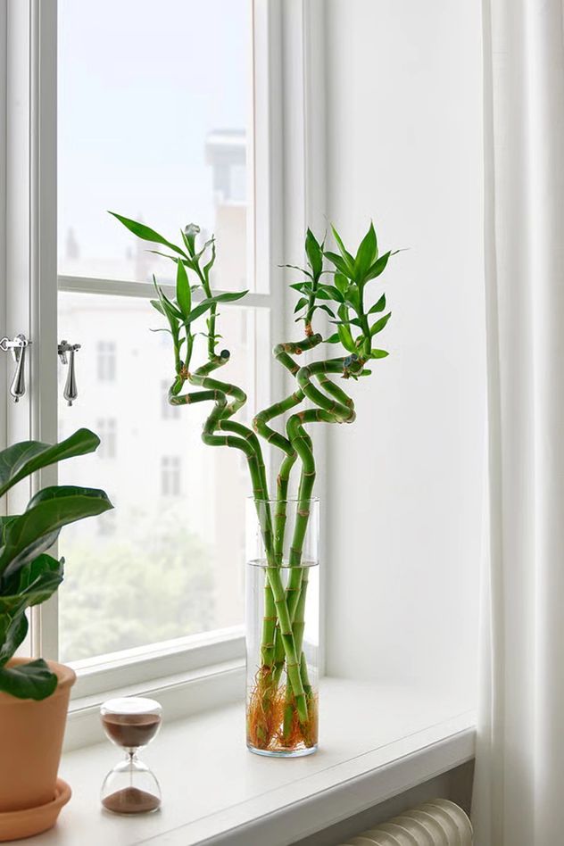 Ni tierra ni macetas: las tres plantas que crecen en agua y decoran cualquier ambiente.