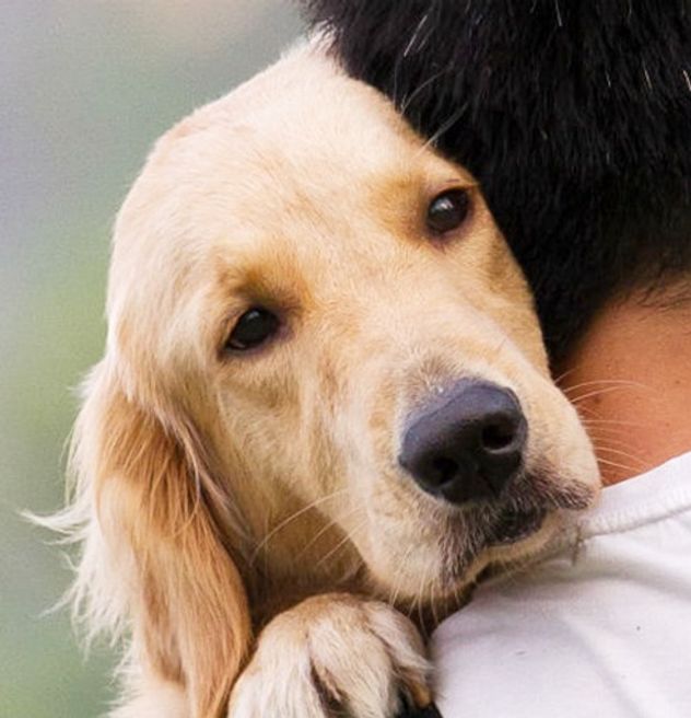 Por qué tu perro te extraña más de lo que imaginás cuando salís de casa.