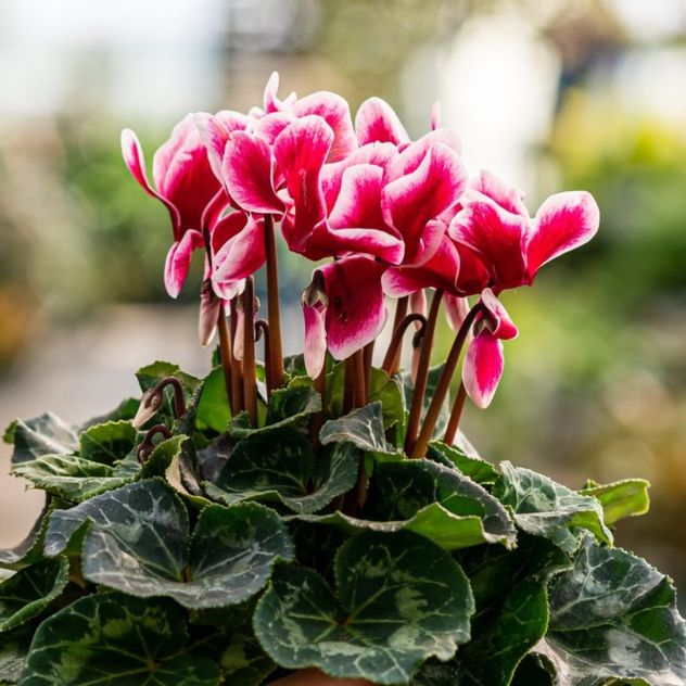 La razón por la que tus plantas sufren más en invierno aunque las cuides bien.