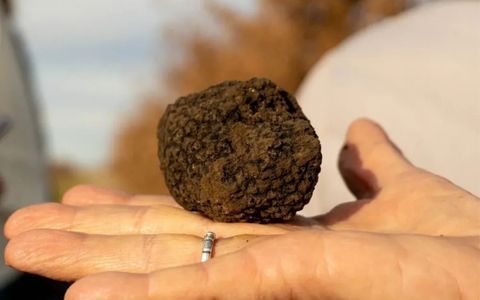 Dónde probar trufa negra en Argentina: el evento que reúne a chefs y productores.