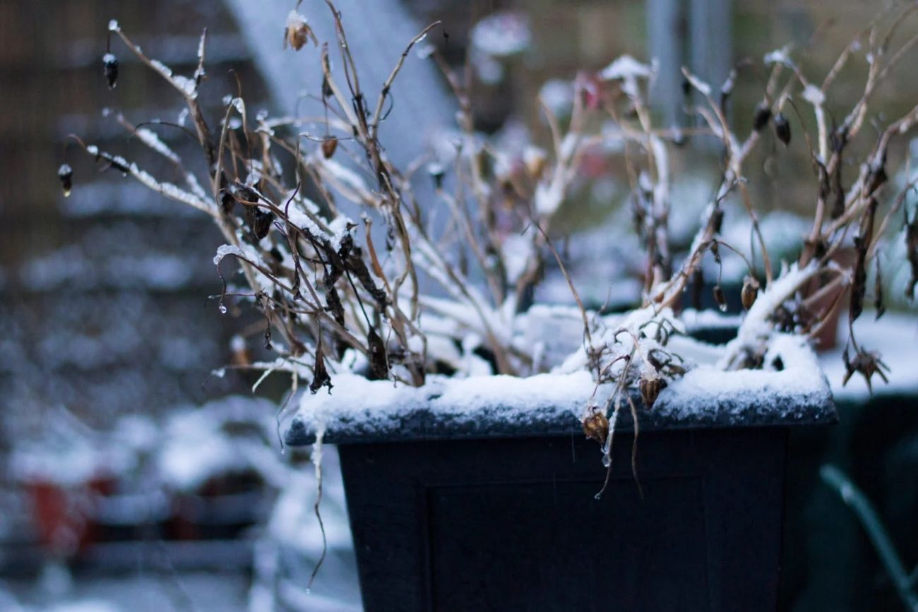La razón por la que tus plantas sufren más en invierno aunque las cuides bien.