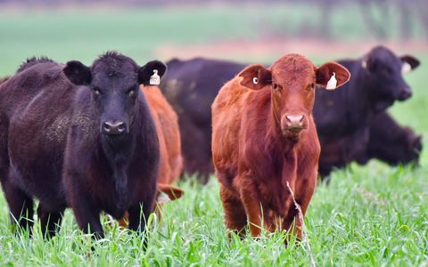 GENÉTICA. El biotipo Brangus es el elegido para mejorar la producción de carne en Filipinas.