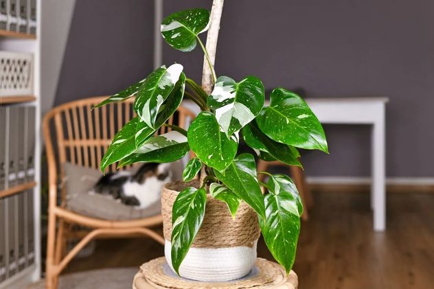 Ni tierra ni macetas: las tres plantas que crecen en agua y decoran cualquier ambiente.