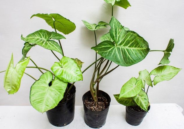 Ni tierra ni macetas: las tres plantas que crecen en agua y decoran cualquier ambiente.