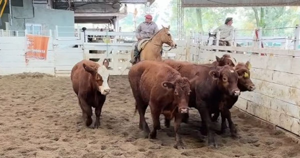 PRECIOS GANADEROS. Con una oferta de 1.150 animales el ternero retrocedió un 3% y el novillo se mantuvo en $ 4.800.