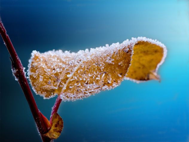 La razón por la que tus plantas sufren más en invierno aunque las cuides bien.