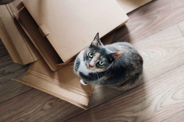 Por qué los gatos aman las cajas. 