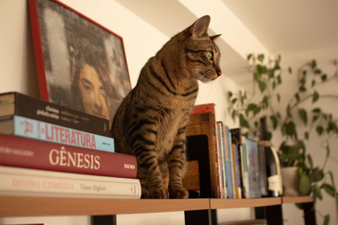 Tu gato no busca molestarte: por qué se instala sobre tus objetos.