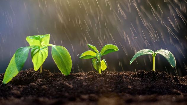 Científicos descubrieron que las semillas pueden detectar las vibraciones provocadas por la lluvia y acelerar su proceso de germinación.