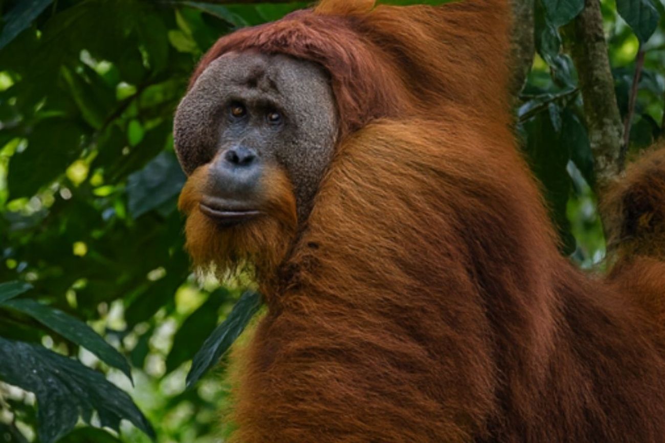 El orangután de Tapanuli, una de las especies afectadas por el ciclón Senyar