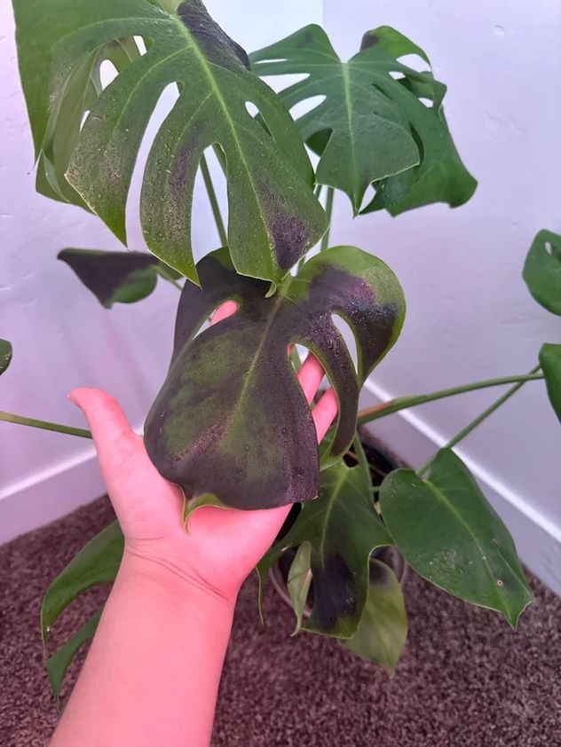 Si tu planta tiene estas manchas, podría estar recibiendo demasiado sol.