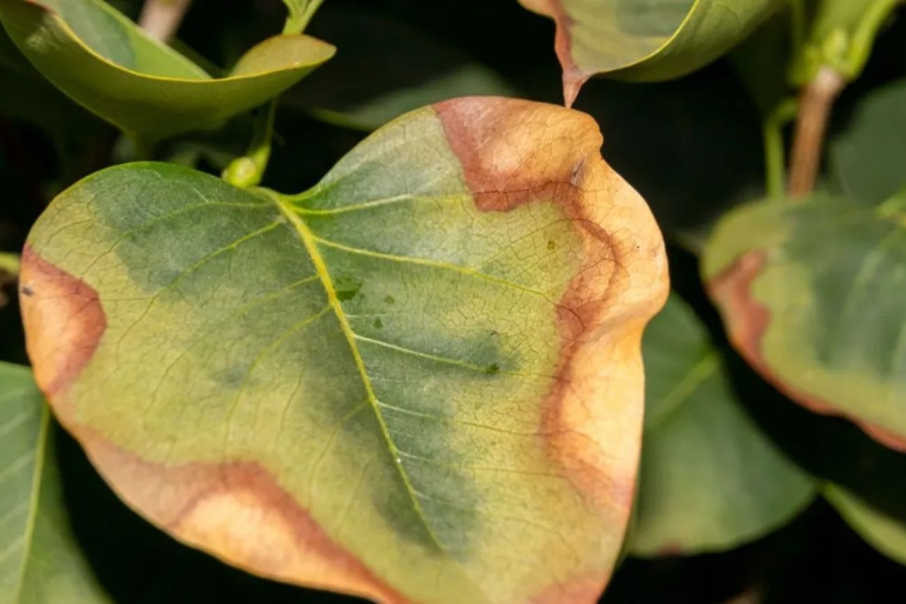 Si tu planta tiene estas manchas, podría estar recibiendo demasiado sol