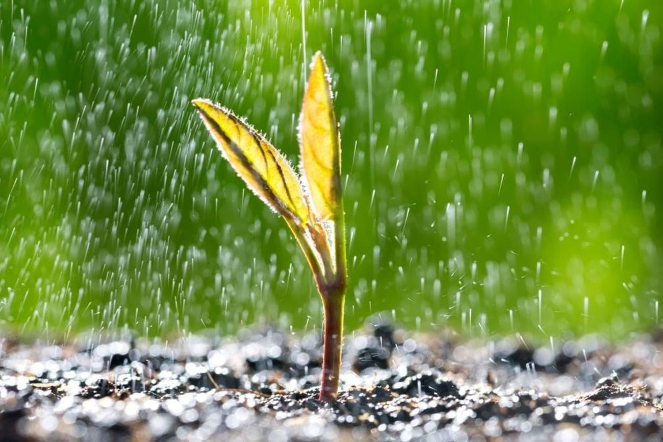 Científicos descubrieron que las semillas pueden detectar las vibraciones provocadas por la lluvia y acelerar su proceso de germinación.